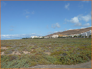 Saladar de Jandía, Fuerteventura.