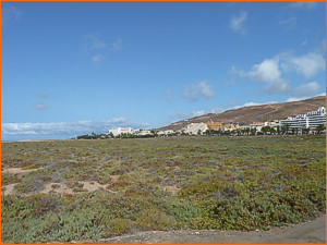 Saladar de Janda, Fuerteventura.